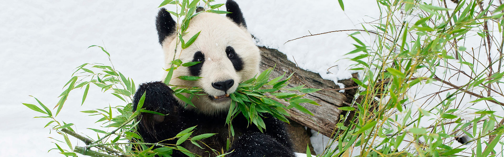 Panda mit Bambus